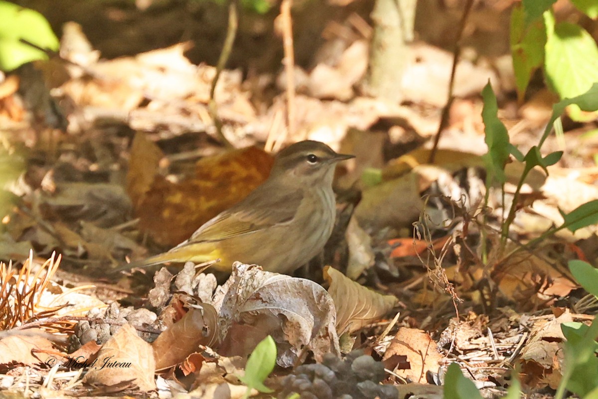 Palm Warbler - ML624438221