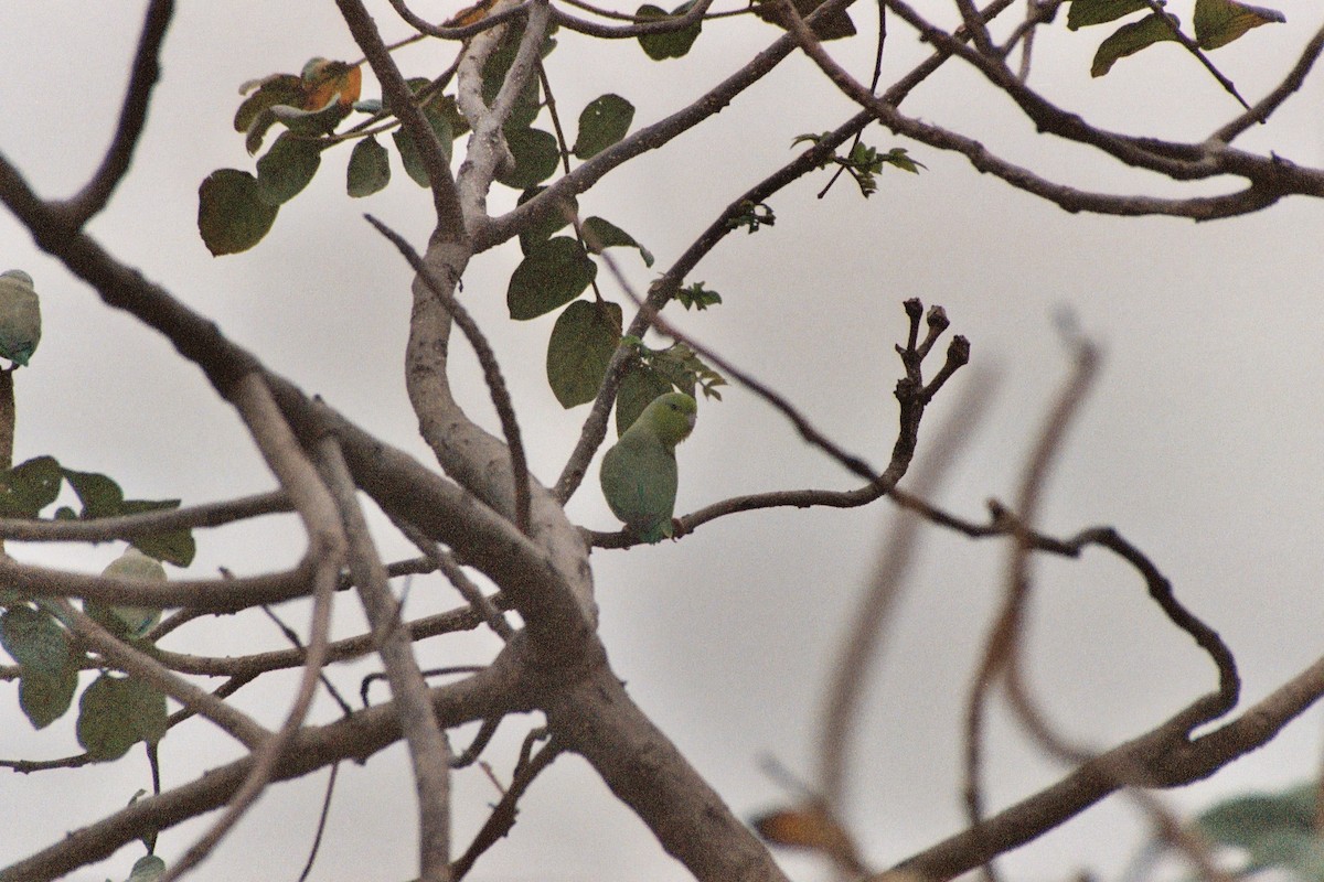 Pacific Parrotlet - ML624438276