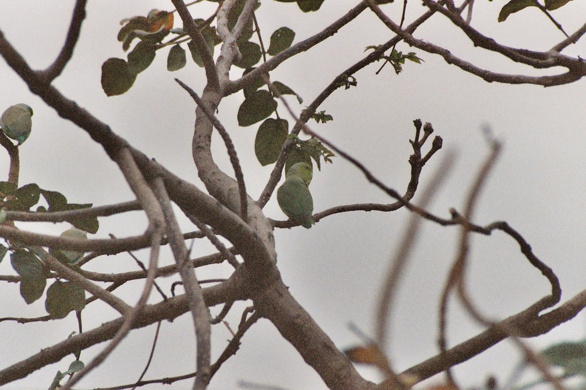 Pacific Parrotlet - ML624438288