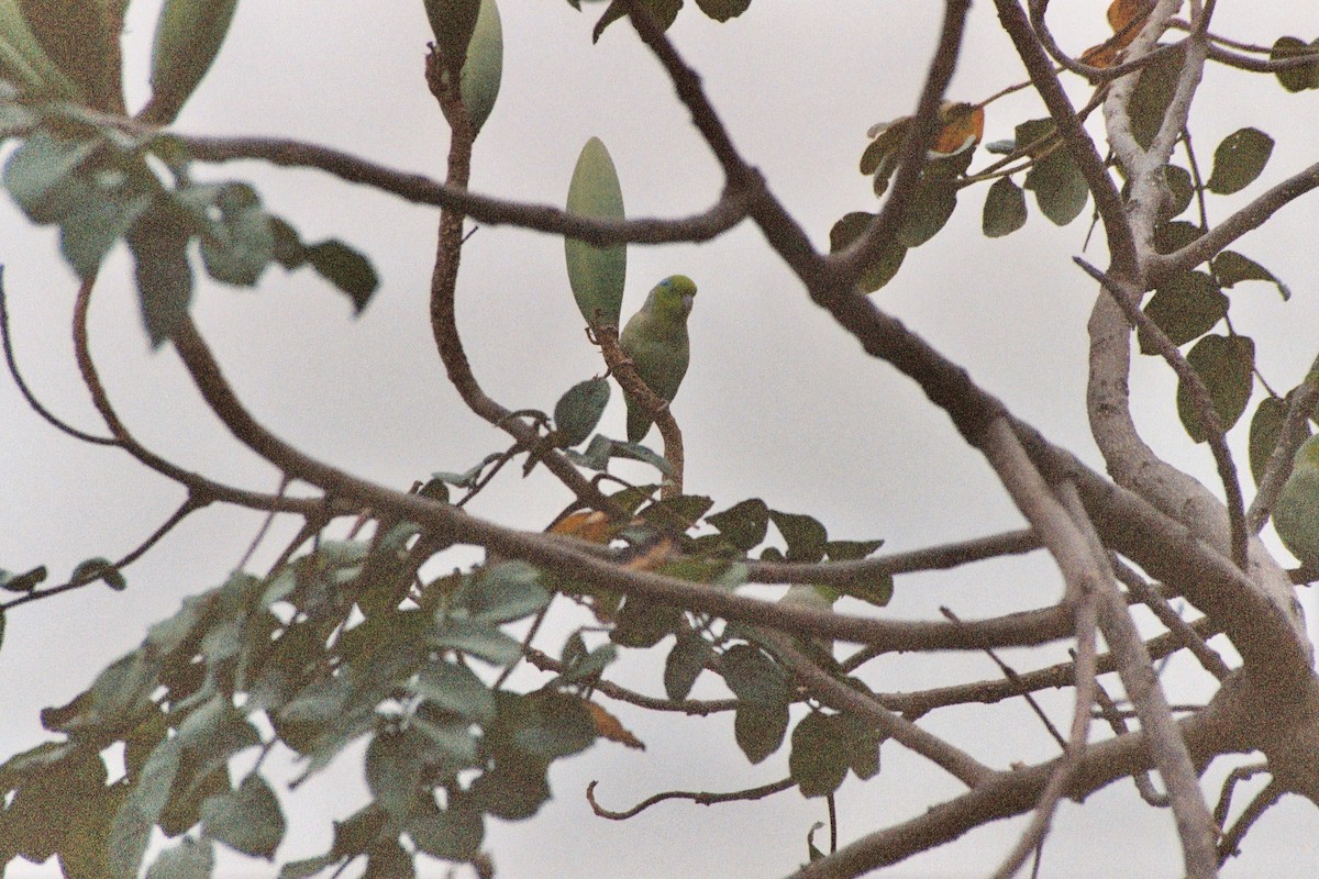 Pacific Parrotlet - ML624438310