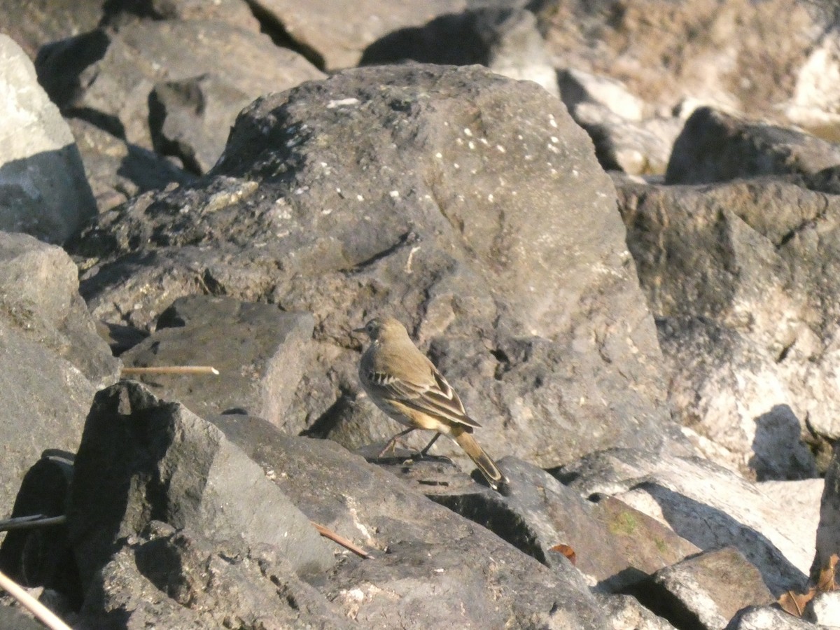 American Pipit - ML624438443