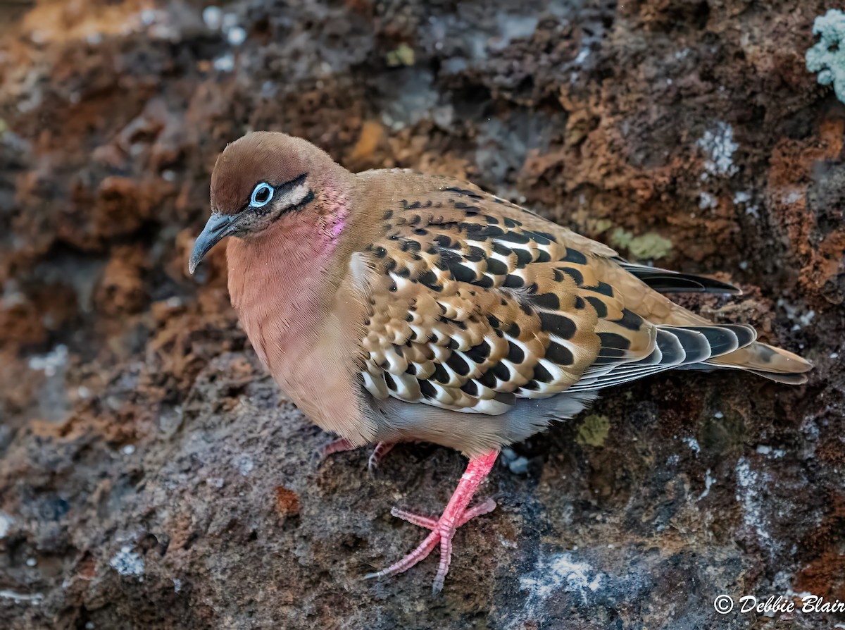 Galapagos Dove - ML624438514