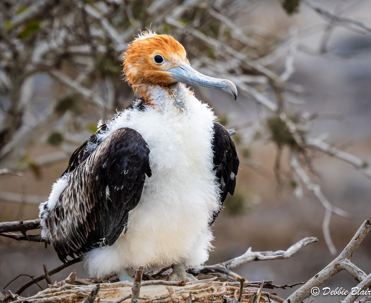 Bindenfregattvogel - ML624438532