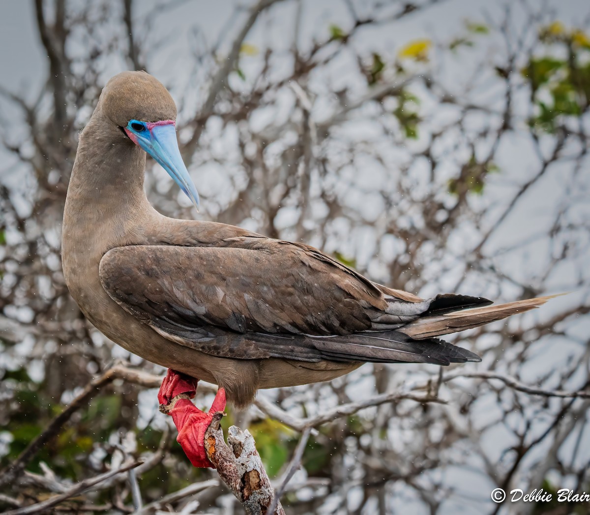 Red-footed Booby - ML624438538