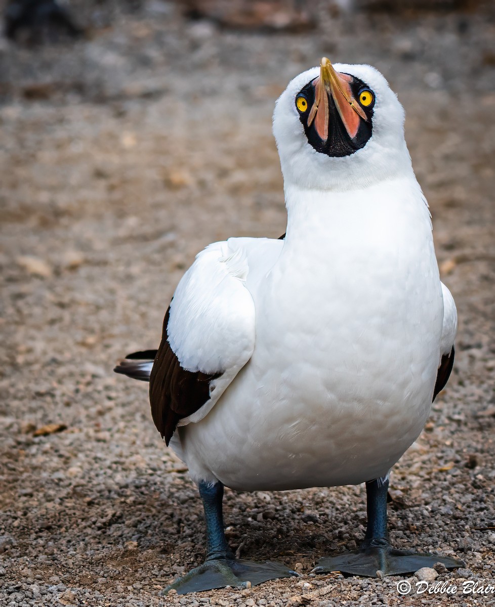 Nazca Booby - ML624438549