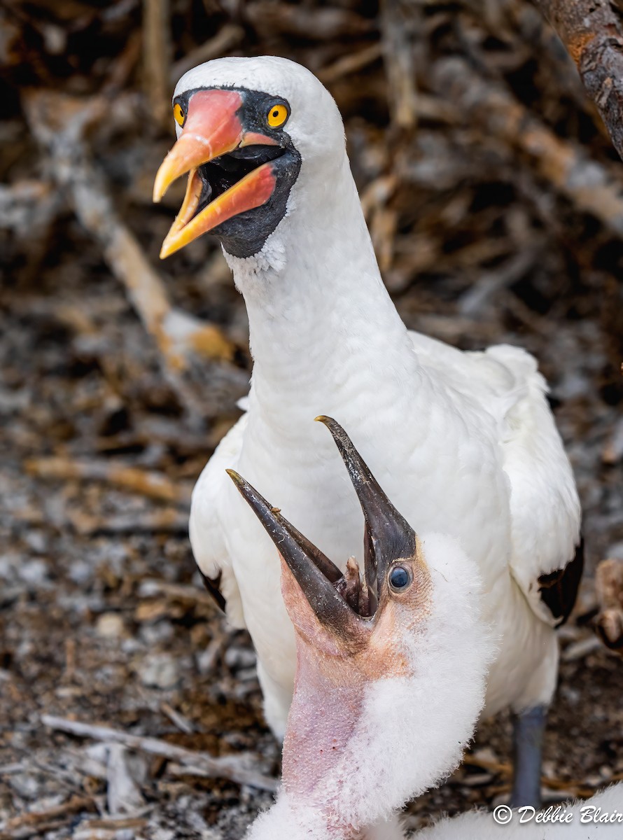 Nazca Booby - ML624438551