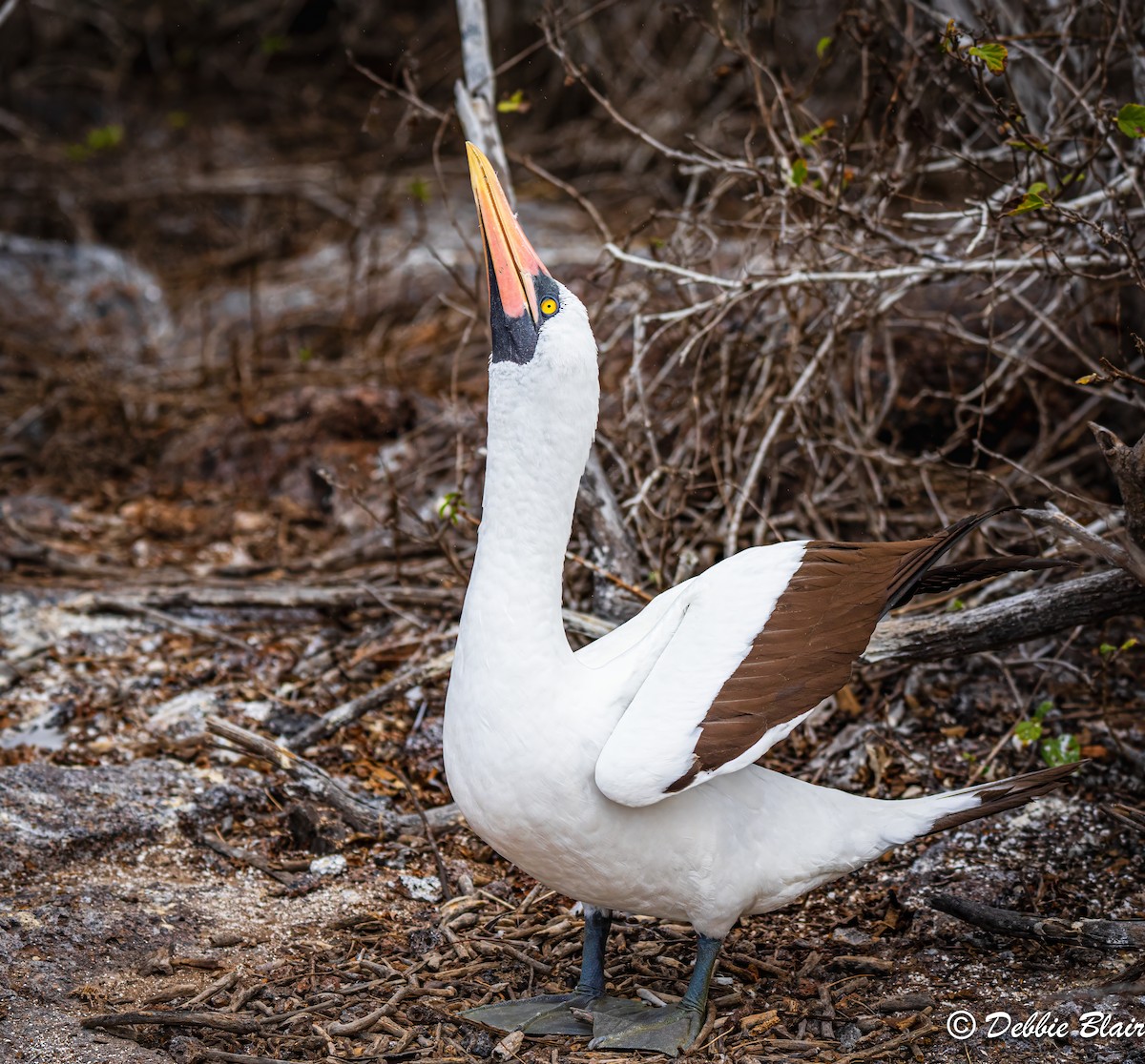 Nazca Booby - ML624438552