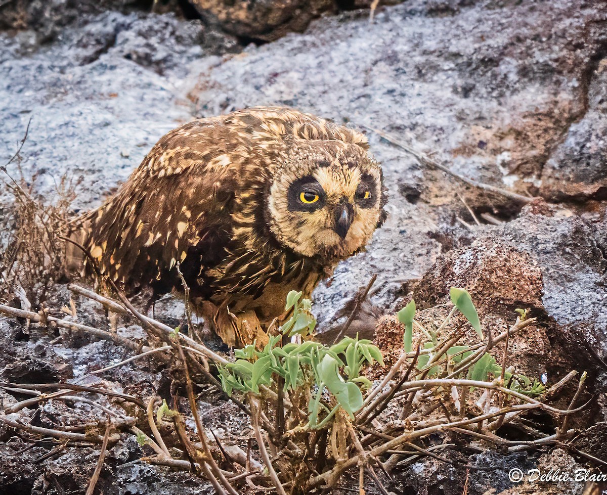 Zingira-hontza (galapagoensis) - ML624438565