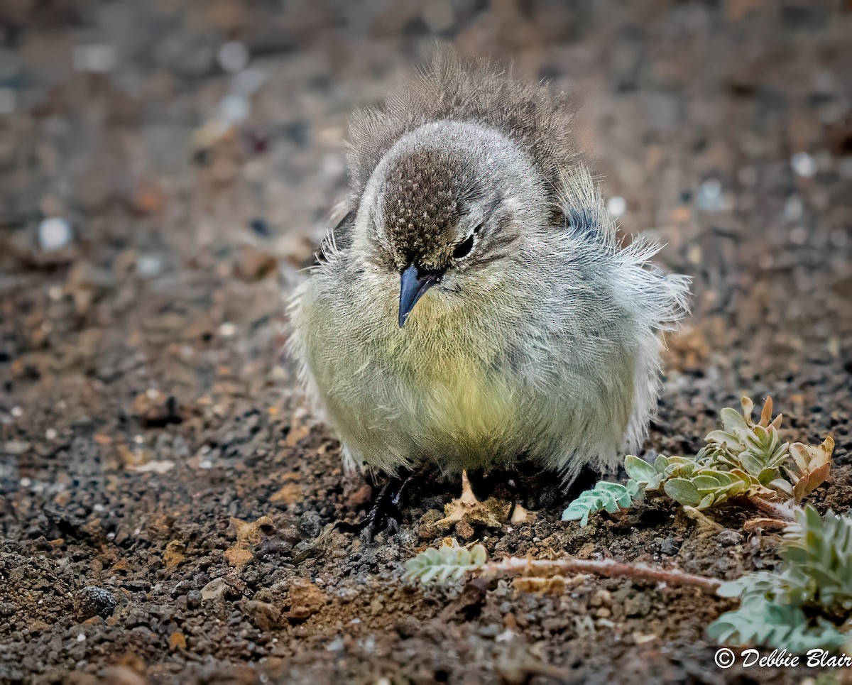 Gray Warbler-Finch - ML624438574