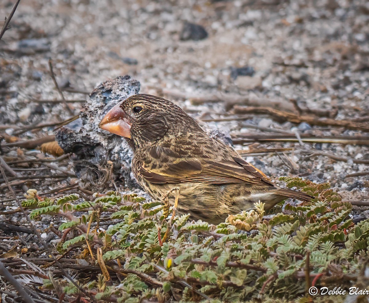 Large Ground-Finch - ML624438580