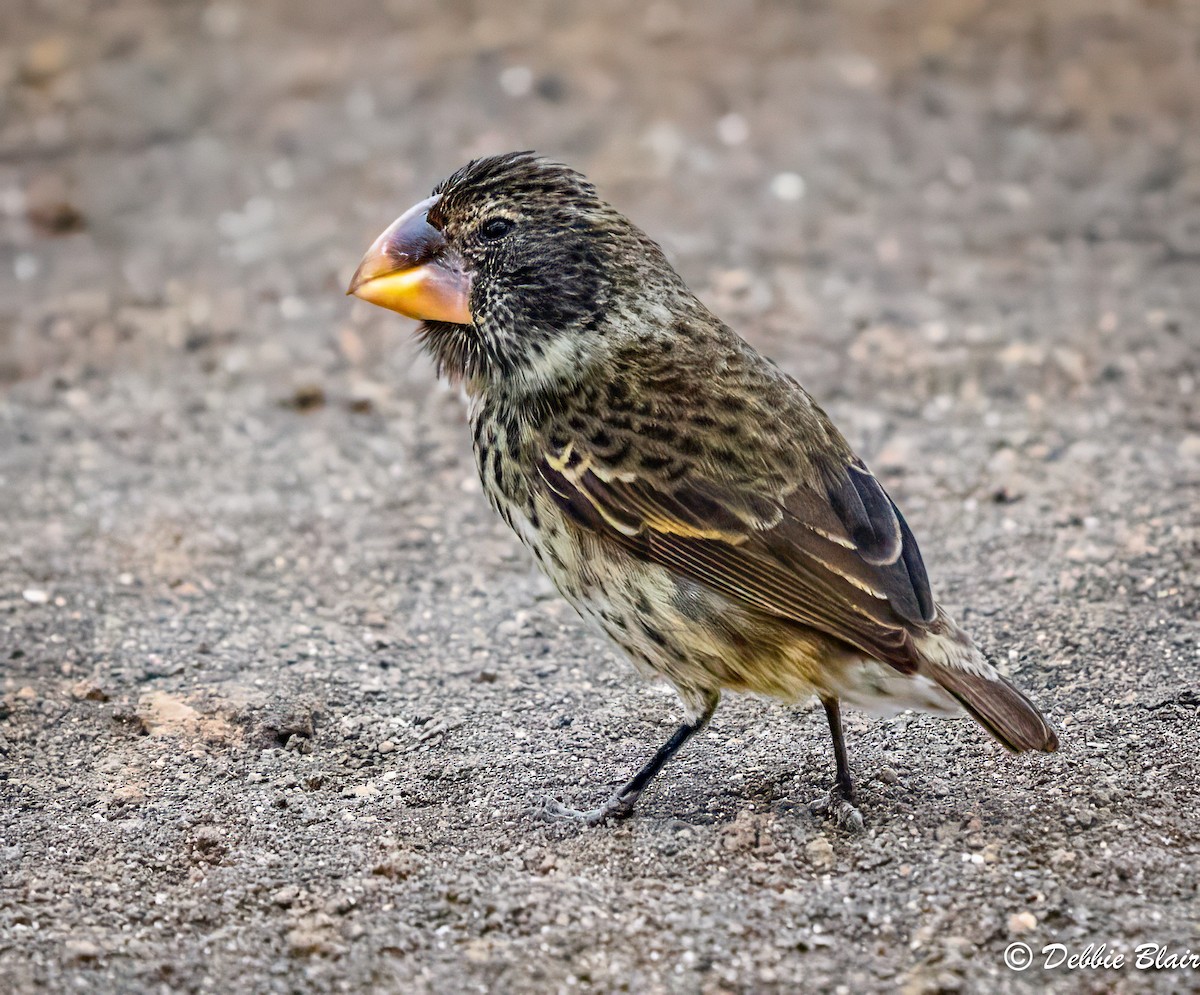 Large Ground-Finch - ML624438581