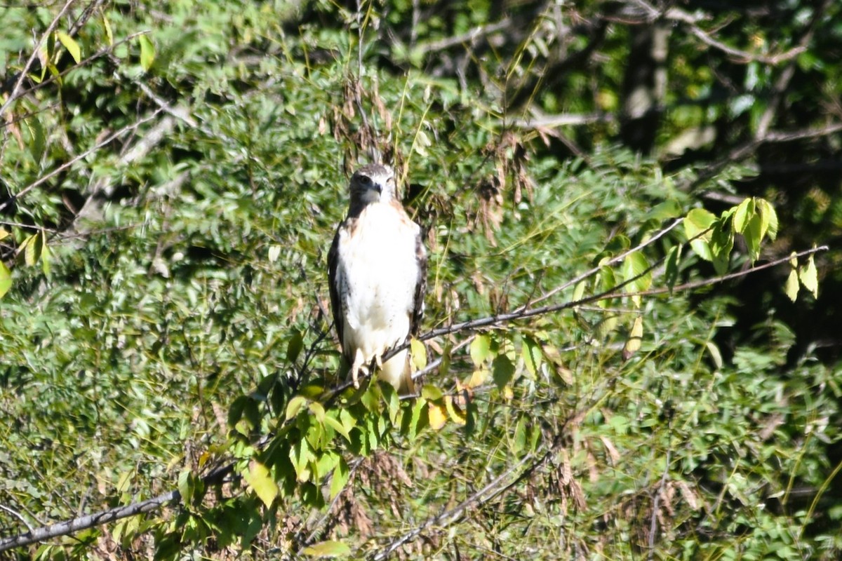 Red-tailed Hawk (borealis) - Mark Greene