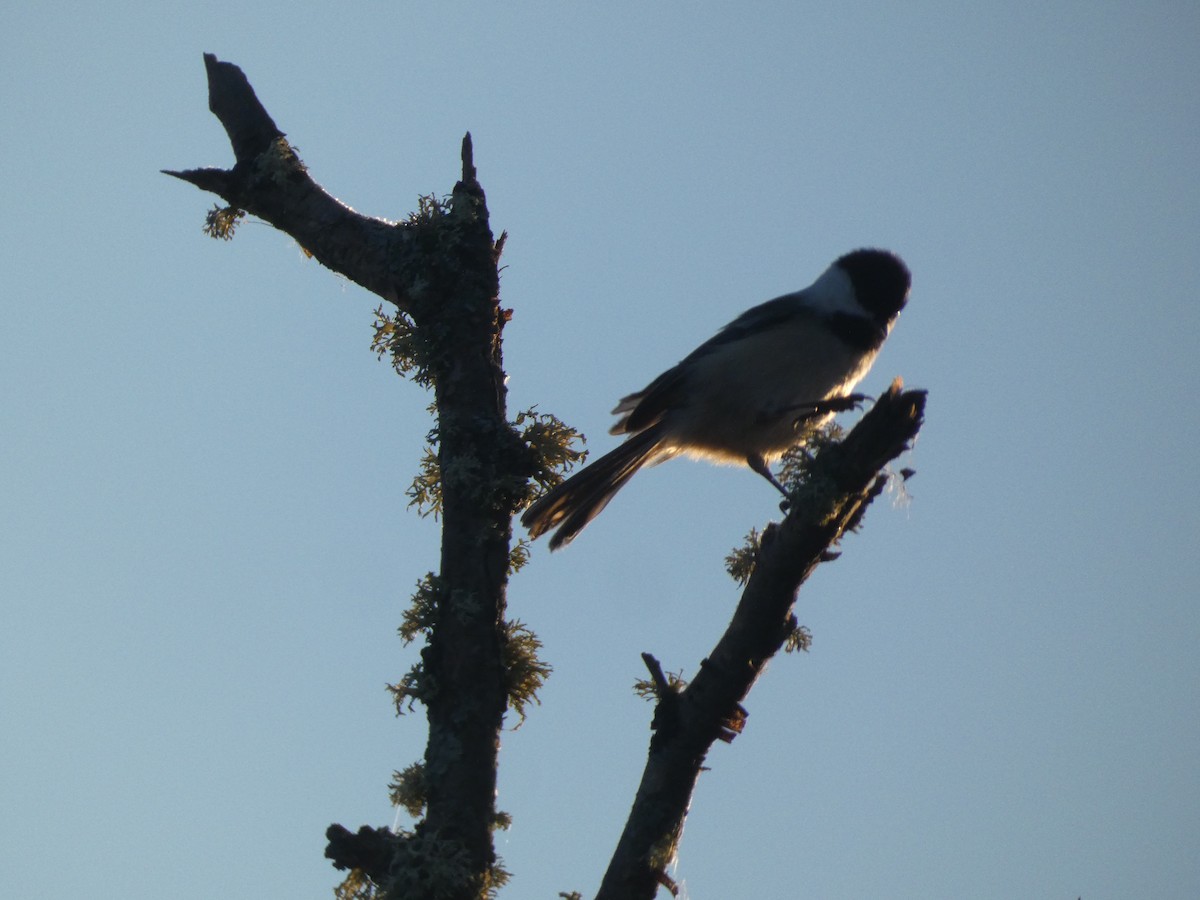 Black-capped Chickadee - ML624438667