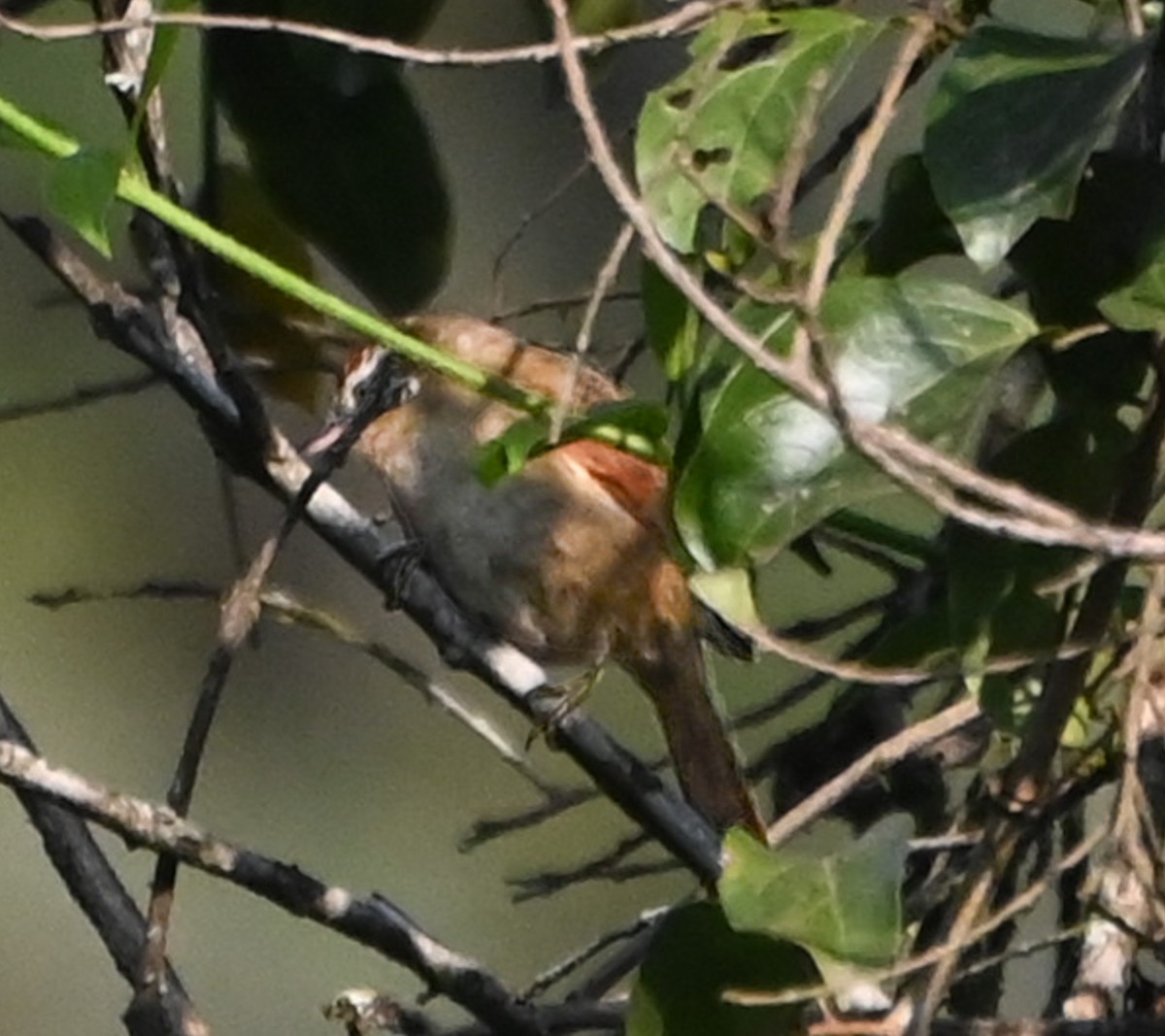 Pallid Spinetail - ML624438722