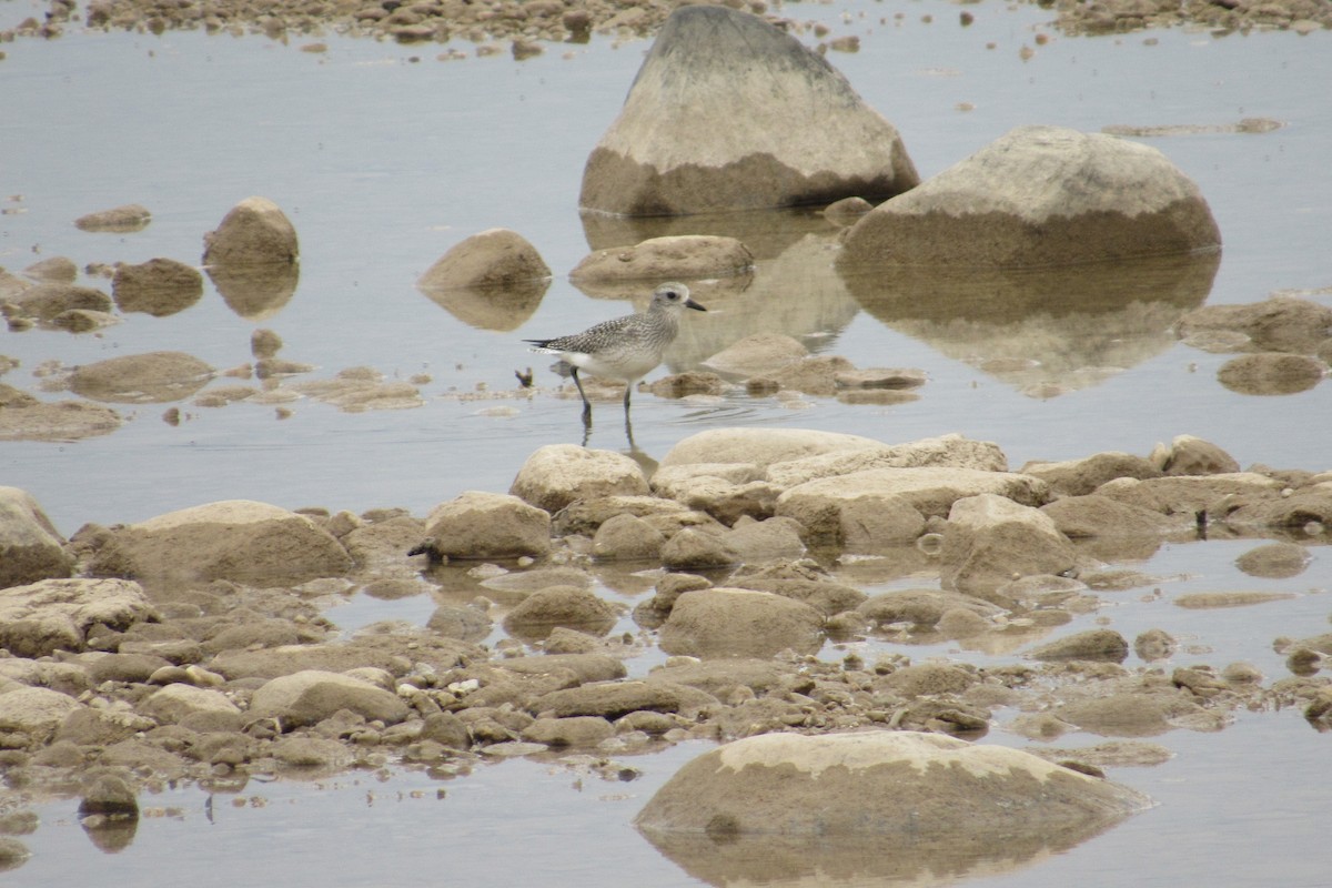 Black-bellied Plover - ML624438733