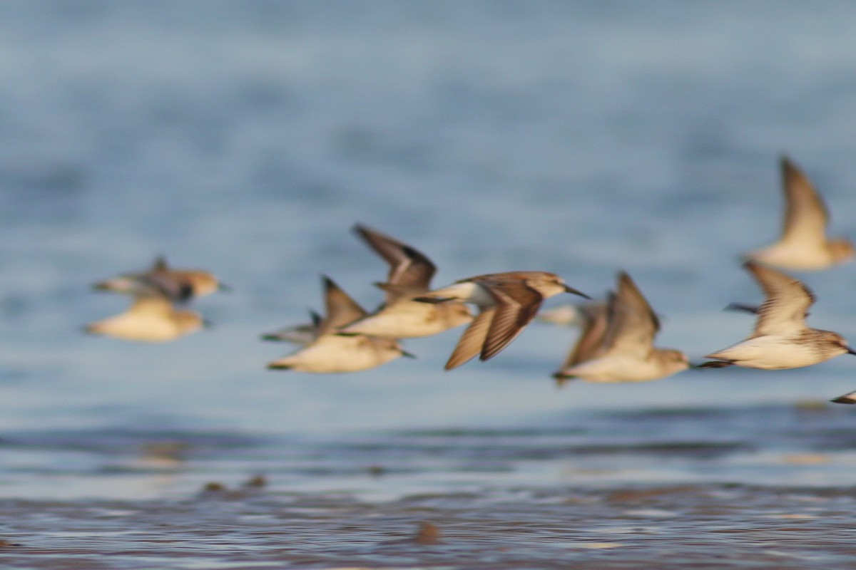 Western Sandpiper - ML624438735