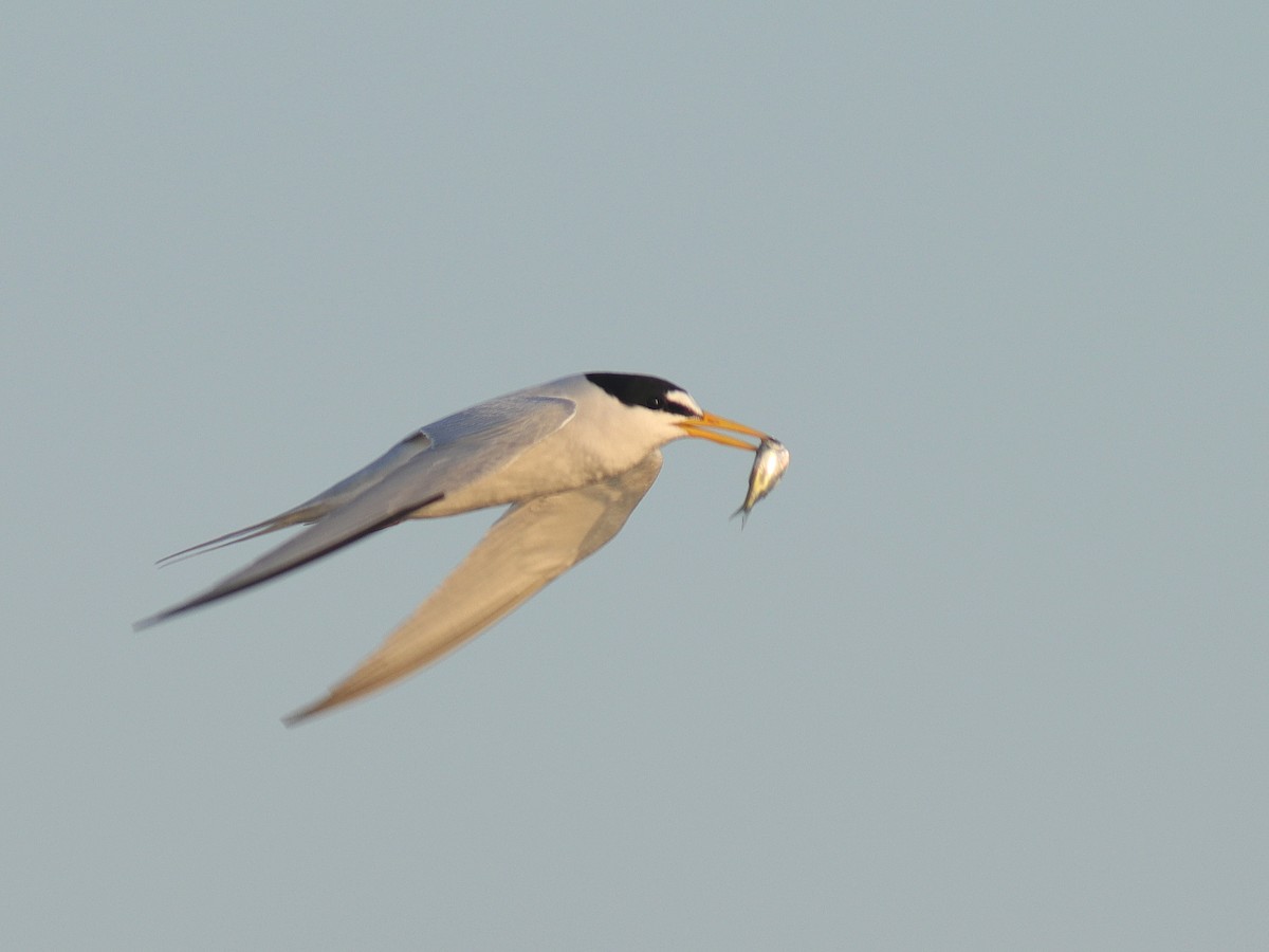 Least Tern - Jessé Roy-Drainville