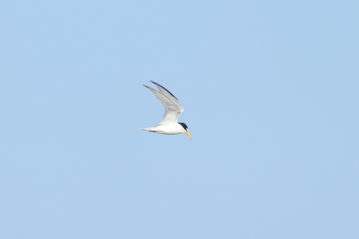 Least Tern - ML624438759