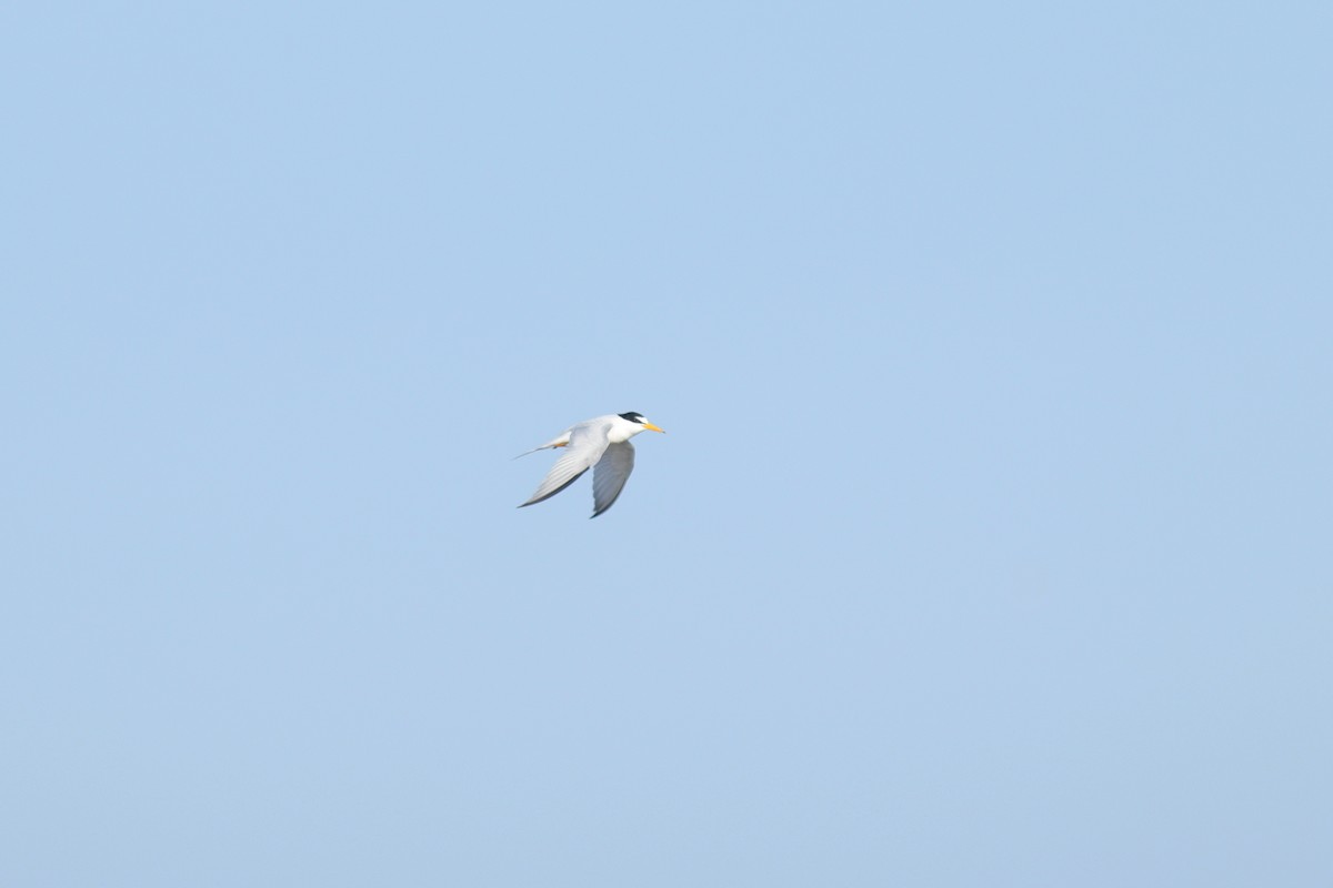 Least Tern - ML624438760