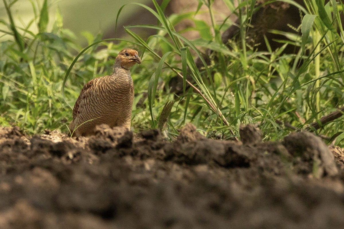 Gray Francolin - ML624438835