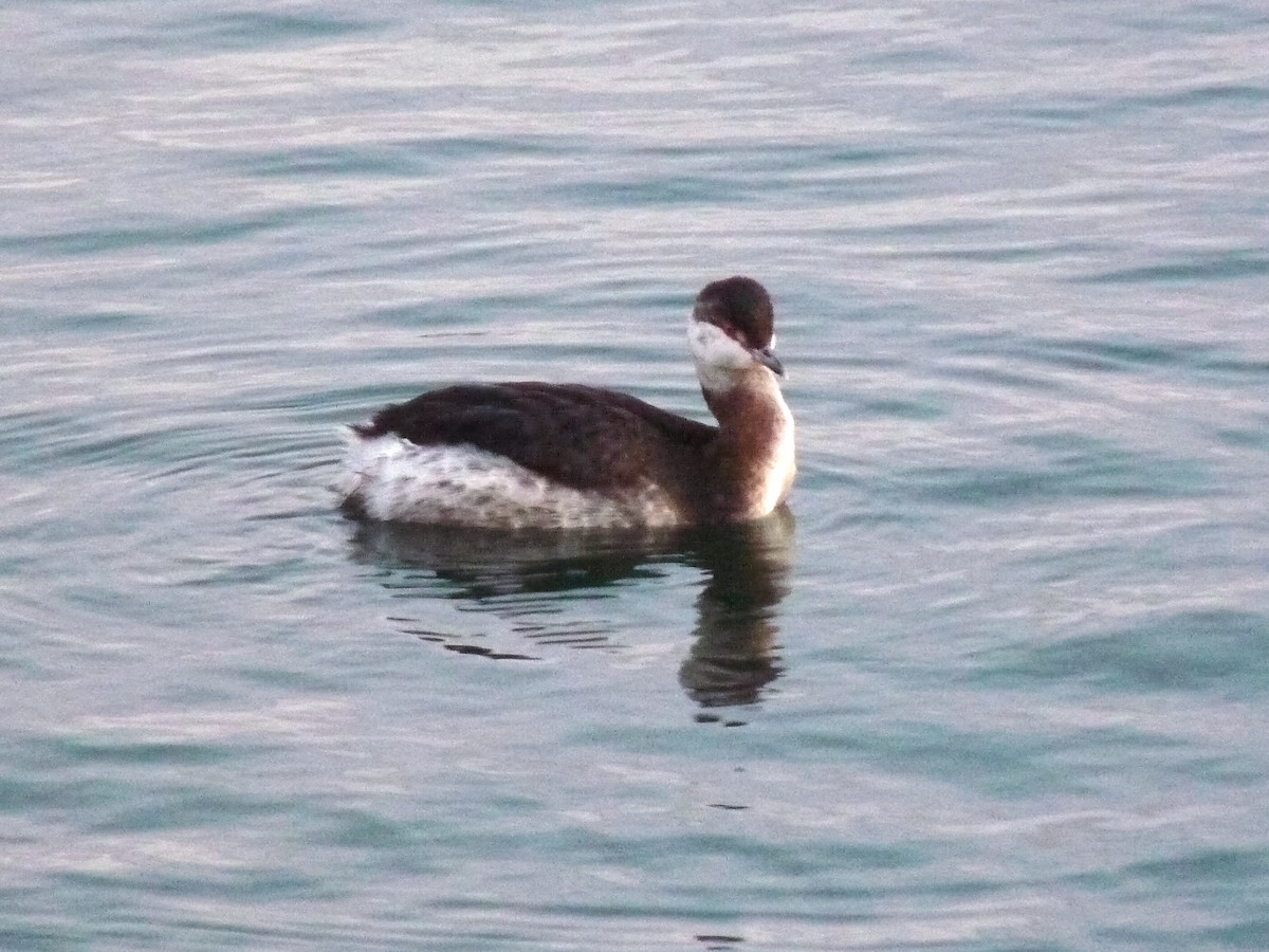 Horned Grebe - ML624438872