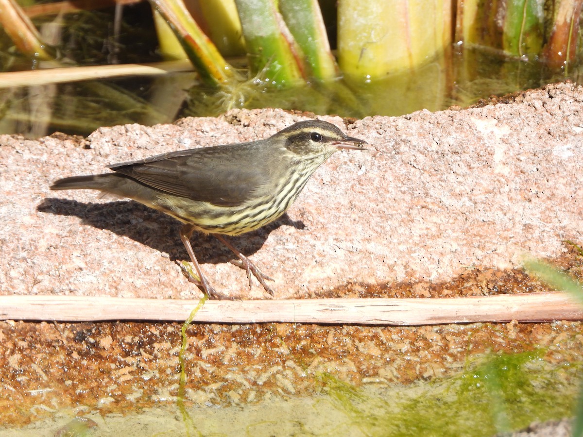 lesňáček olšový - ML624438874