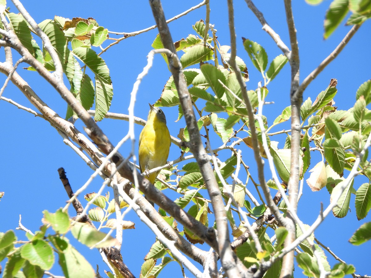 lesňáček rezavokorunkatý - ML624438891