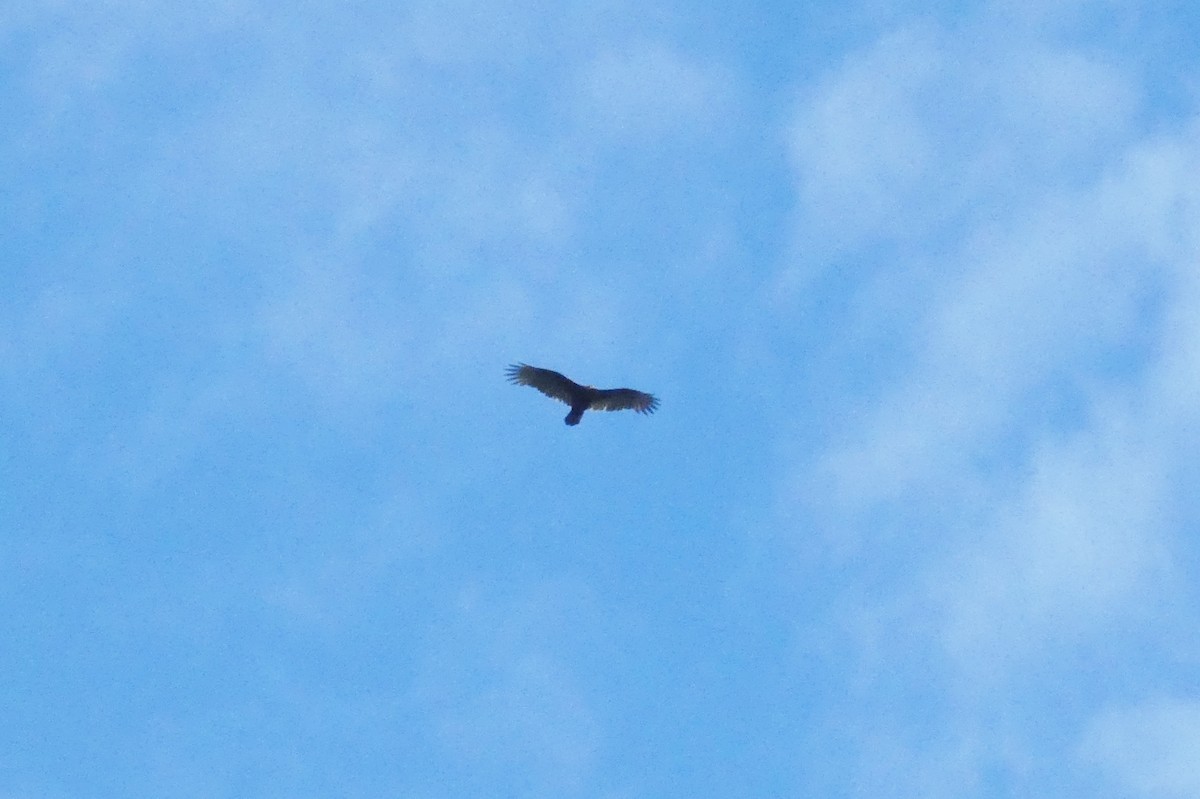 Turkey Vulture - ML624438906