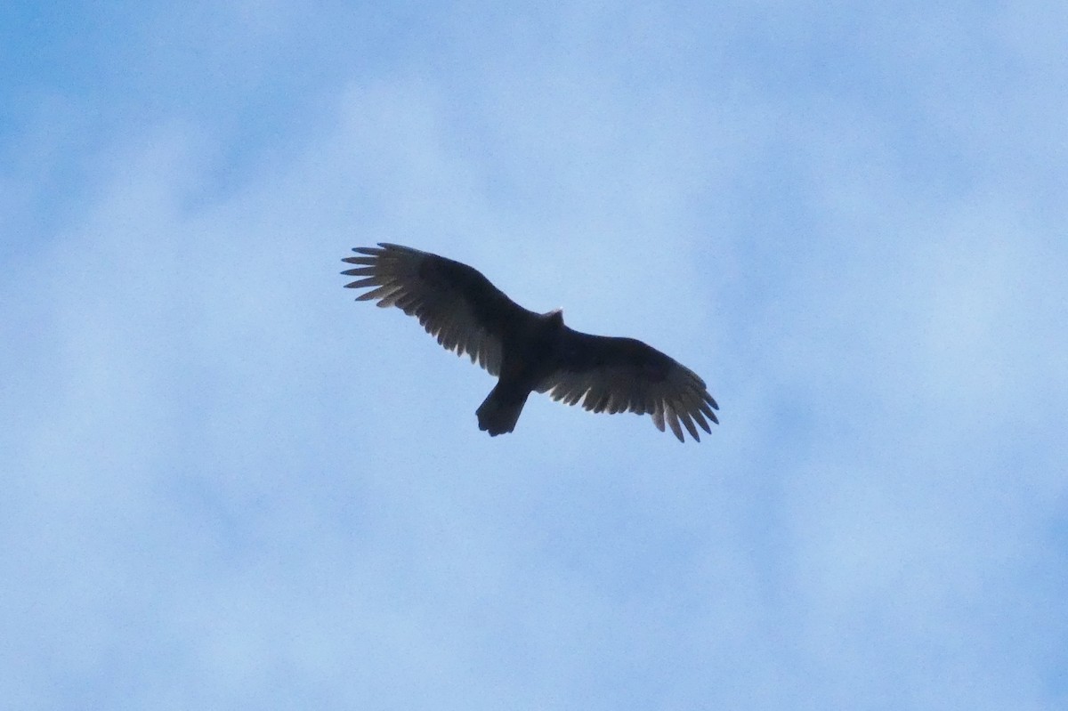 Turkey Vulture - ML624438907