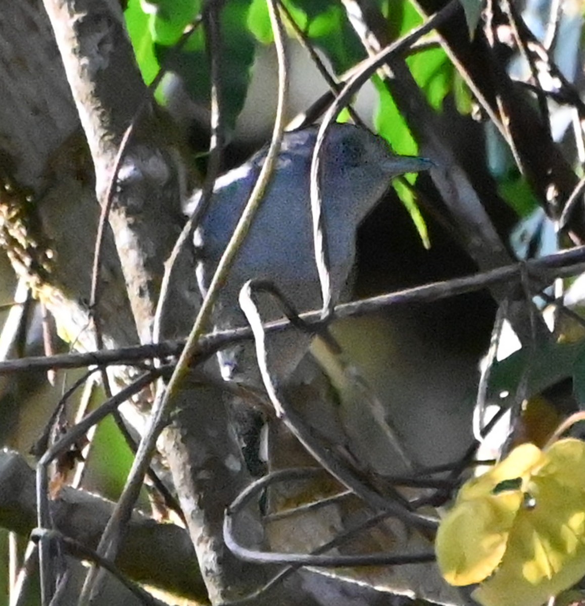 Variable Antshrike - ML624438970