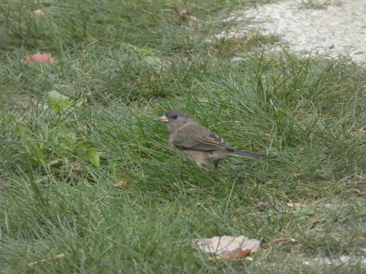 Kara Gözlü Junko - ML624438975