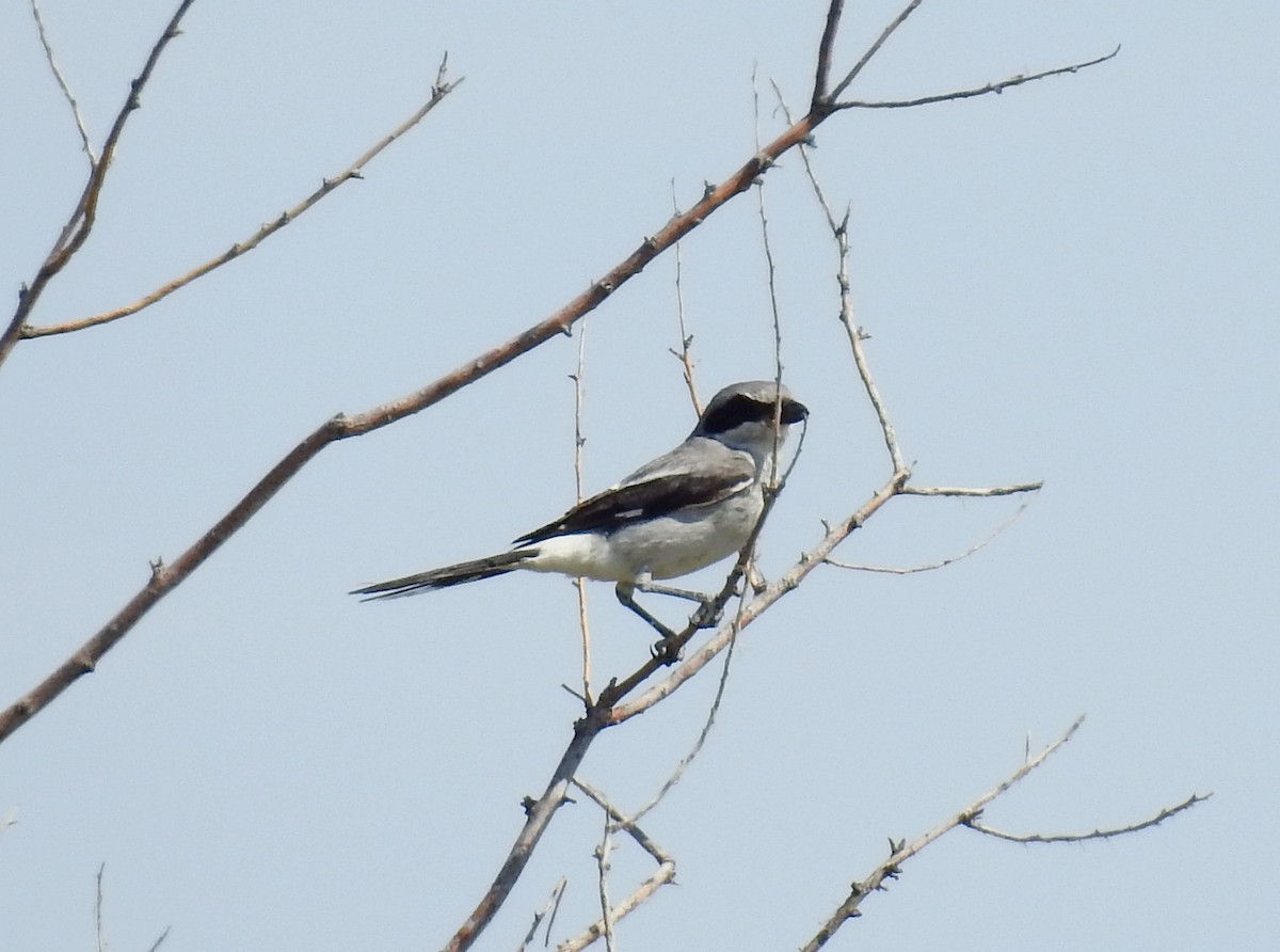 Loggerhead Shrike - Lauri Taylor