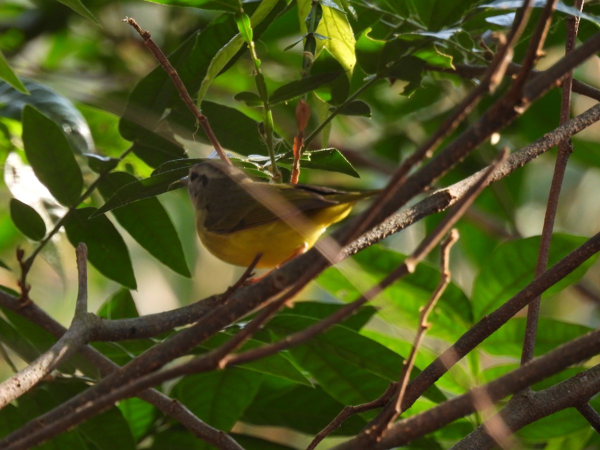 Three-banded Warbler - ML624439056