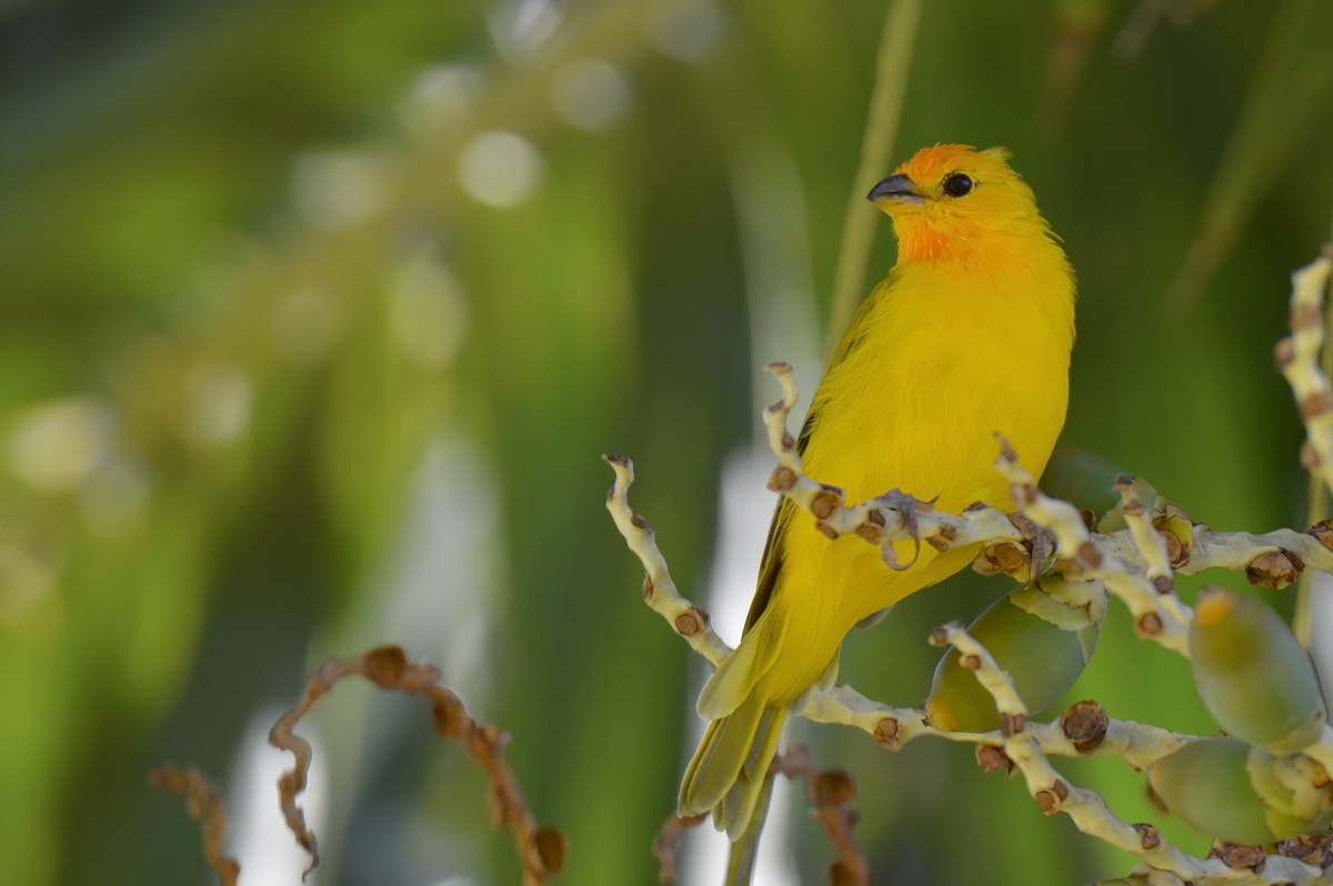 Saffron Finch - ML624439156