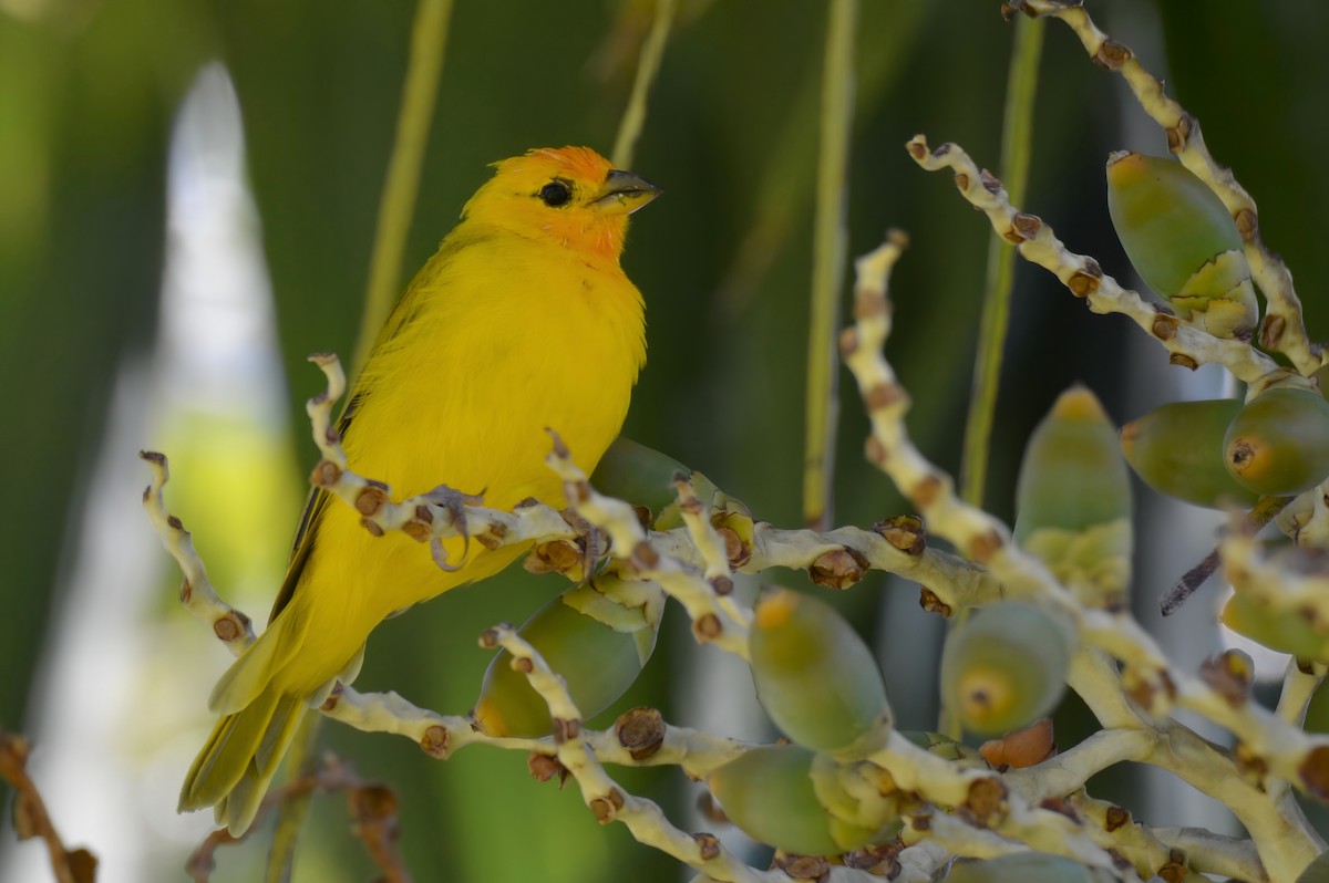 Saffron Finch - ML624439157