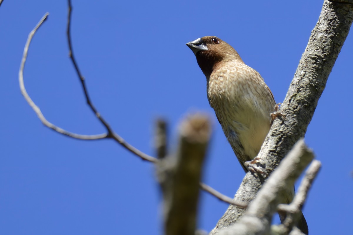 Scaly-breasted Munia - ML624439170