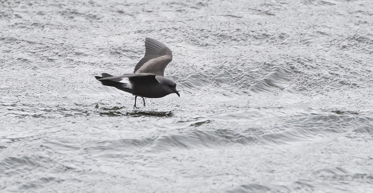 Leach's Storm-Petrel - ML624439359