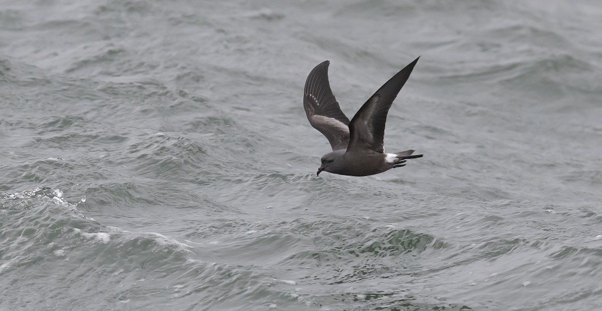 Leach's Storm-Petrel - ML624439360