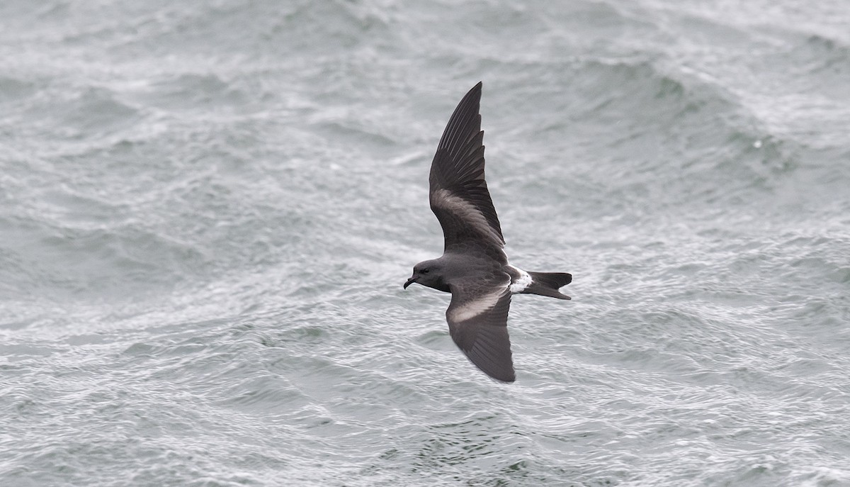 Leach's Storm-Petrel - ML624439362