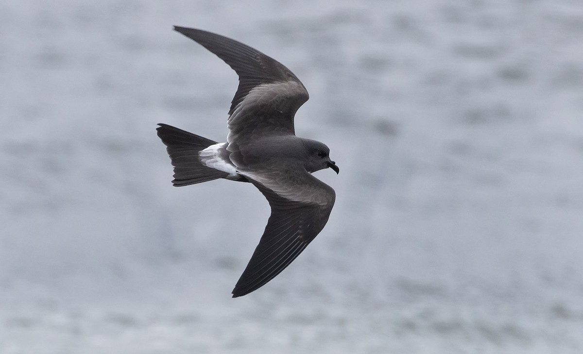 Leach's Storm-Petrel - ML624439363