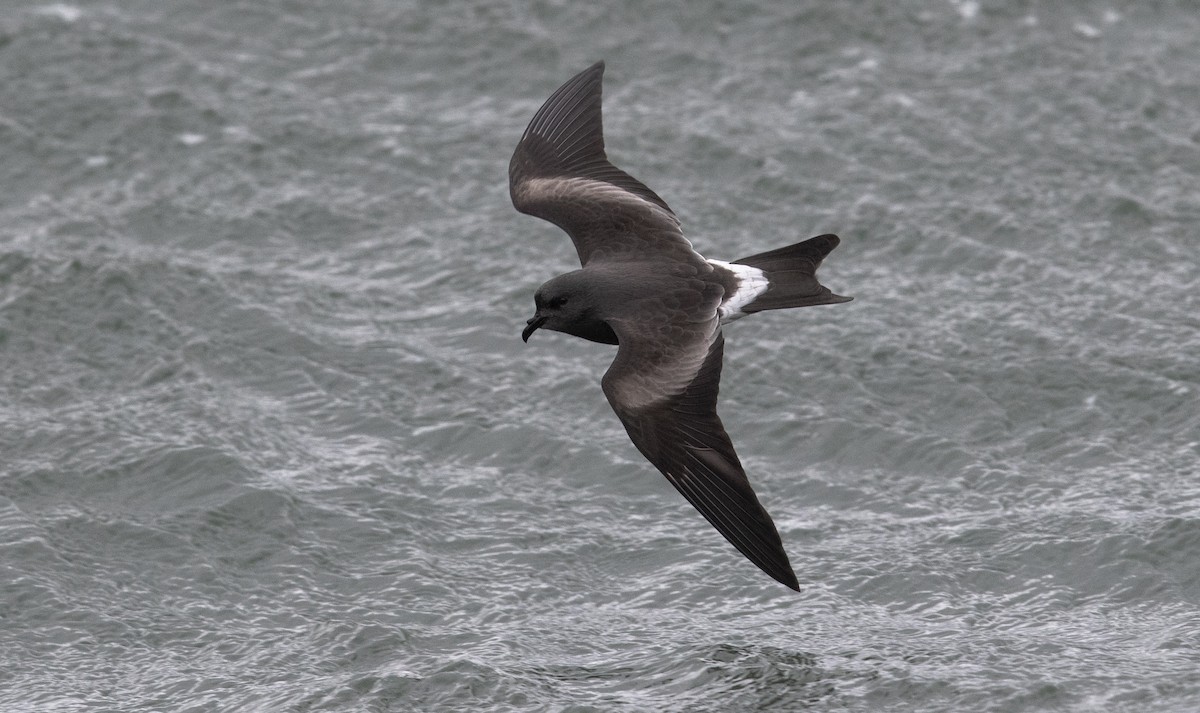 Leach's Storm-Petrel - ML624439364