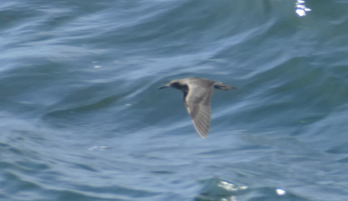 Wandering Tattler - ML624439365