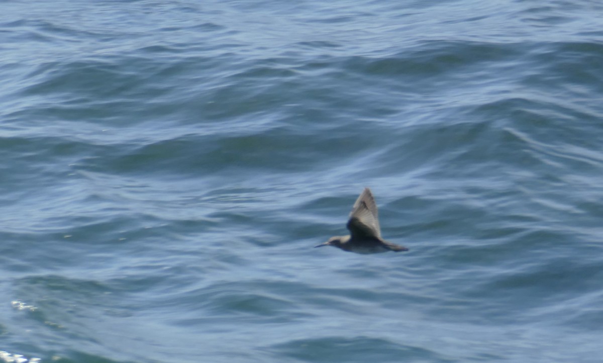 Wandering Tattler - ML624439371