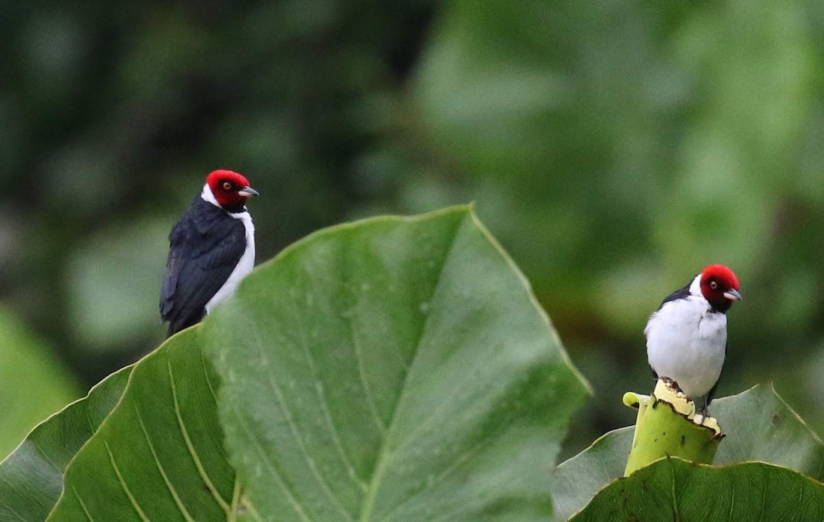 Red-capped Cardinal (Red-capped) - ML624439433