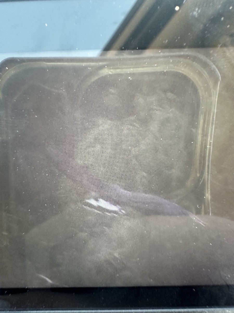 Common Black Hawk - ML624439443