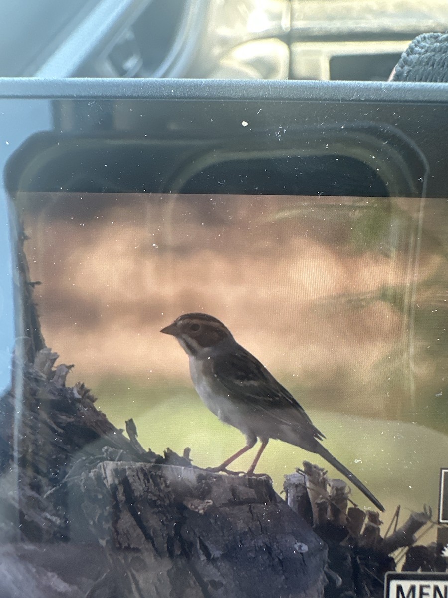 Clay-colored Sparrow - ML624439522