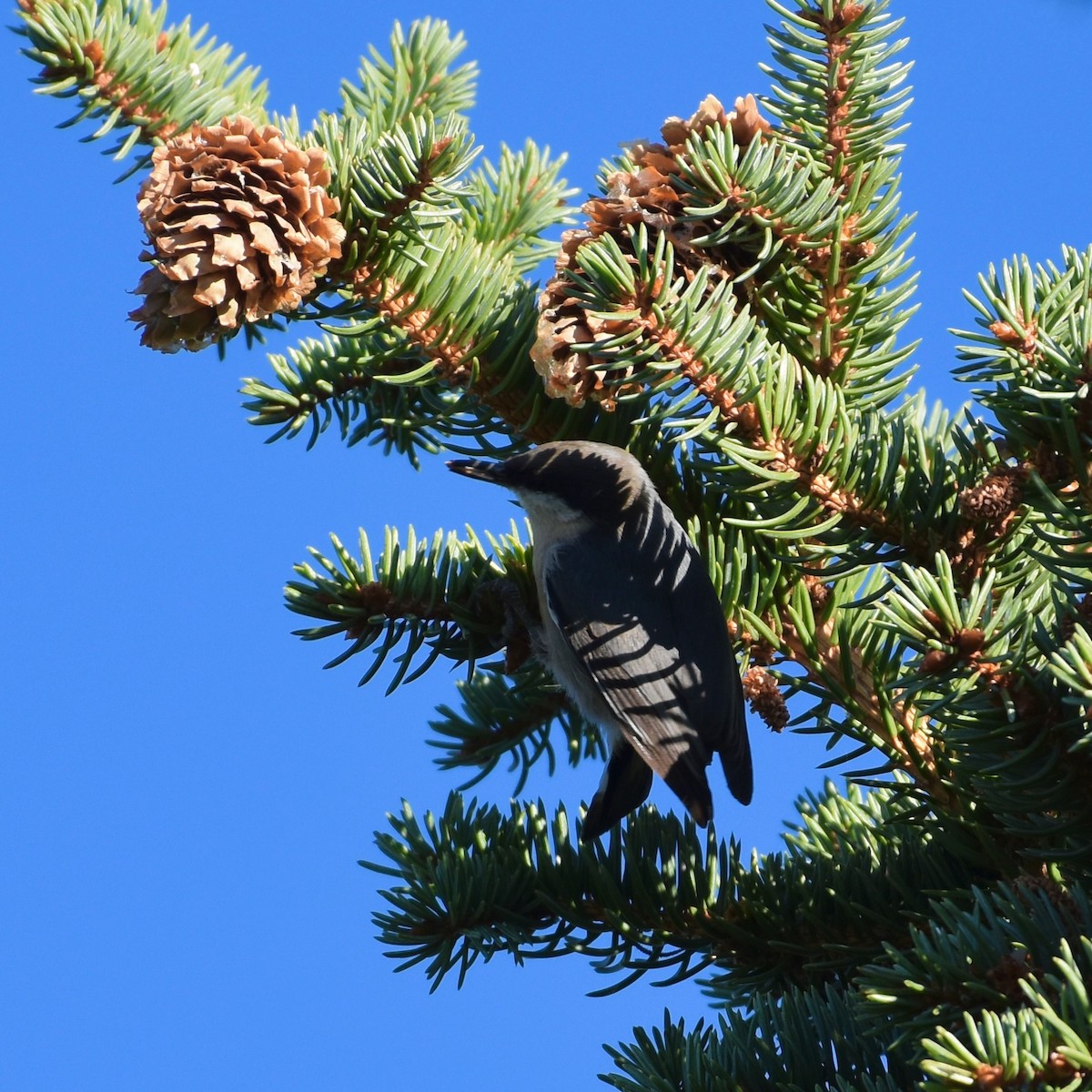 Pygmy Nuthatch - ML624439583