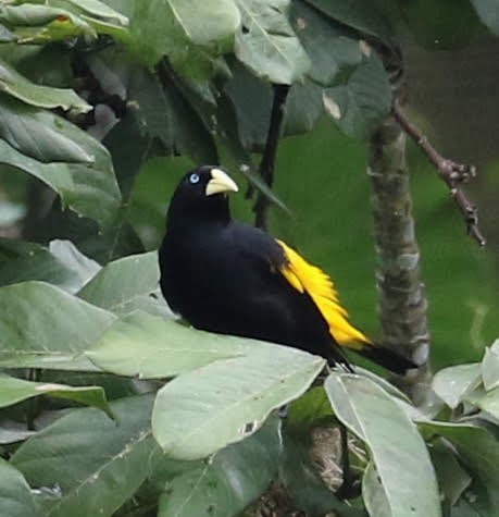 Yellow-rumped Cacique (Amazonian) - ML624439630