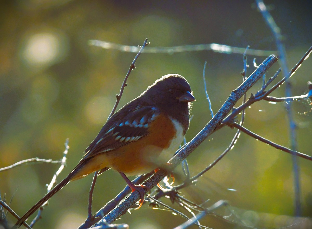 Spotted Towhee - ML624439683