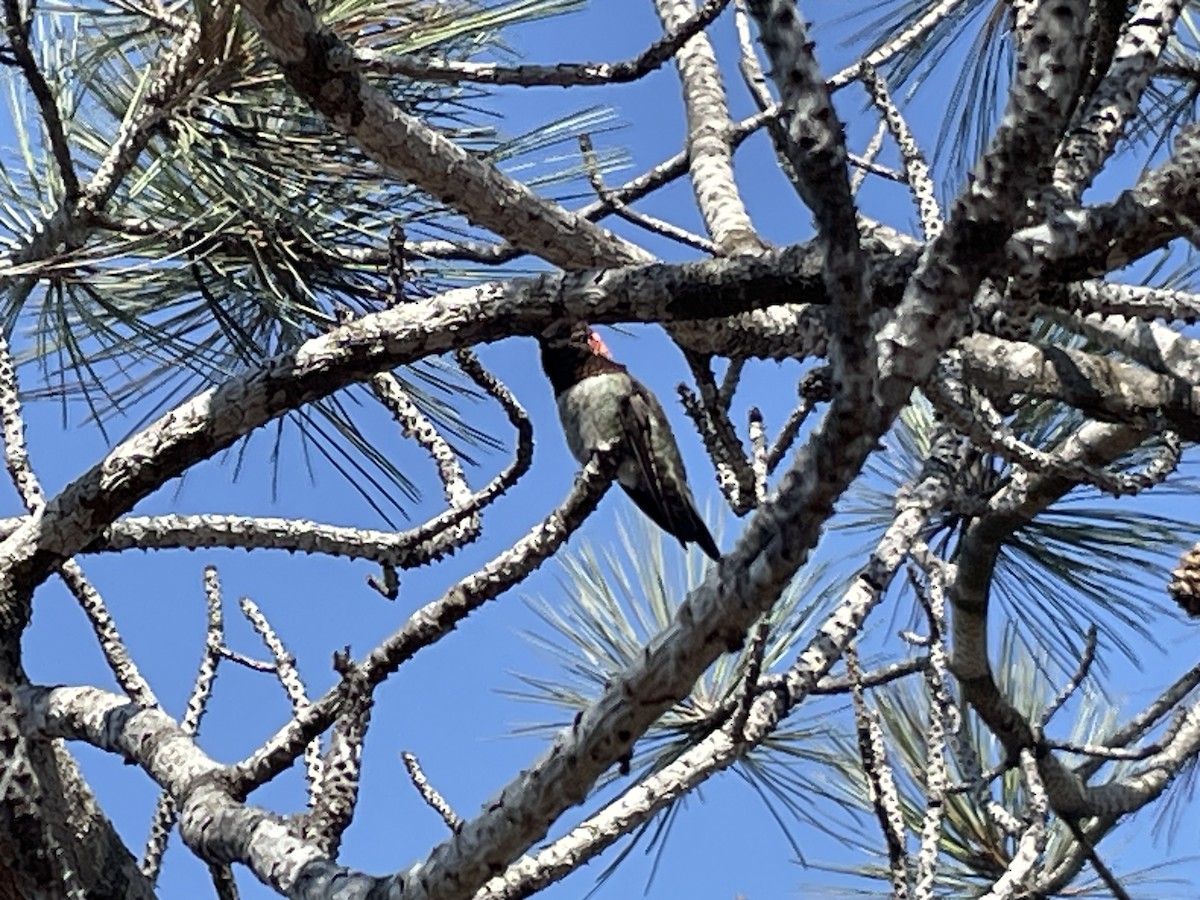 Anna's Hummingbird - ML624439736